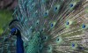 Peacock © Steven Rothfeld, 2010
