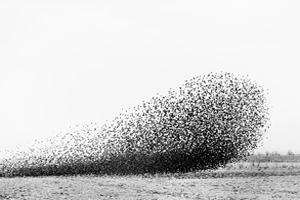 Lukas Felzman, Swarm, 2011.