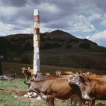 Paul Kos, Lot's Wife (installation view), 1969. Salt, Jersey cattle.