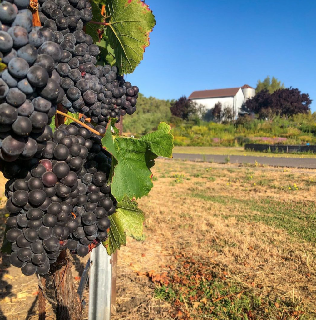 Vineyard view near Gallery 1 at di Rosa Center for Contemporary Art